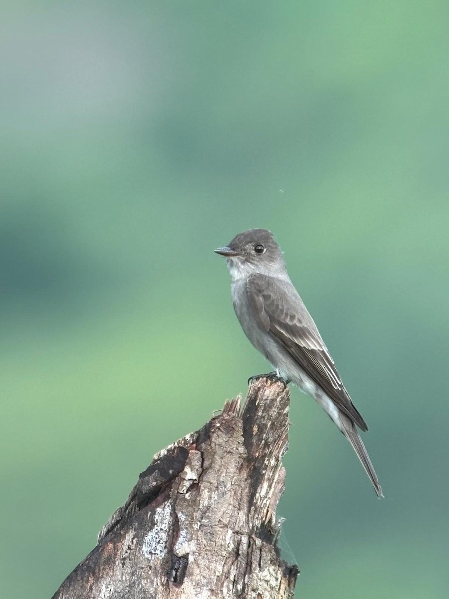 Doğulu Pivi - ML652124172