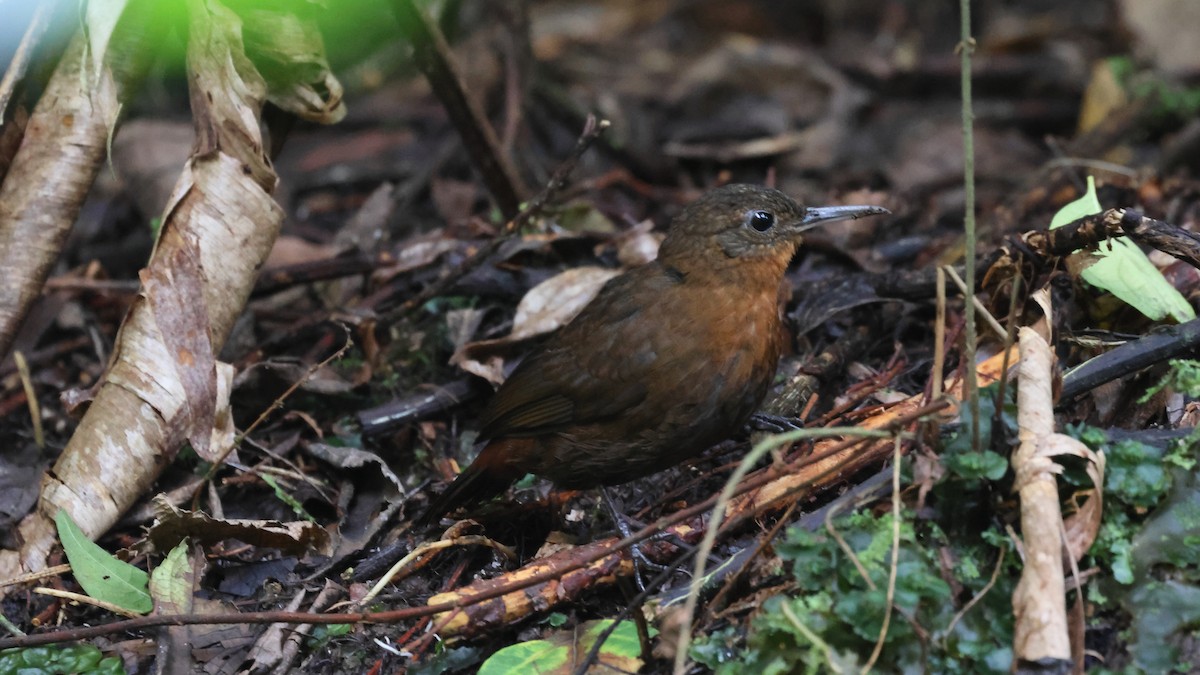 Tirahojas Mexicano - ML652124456