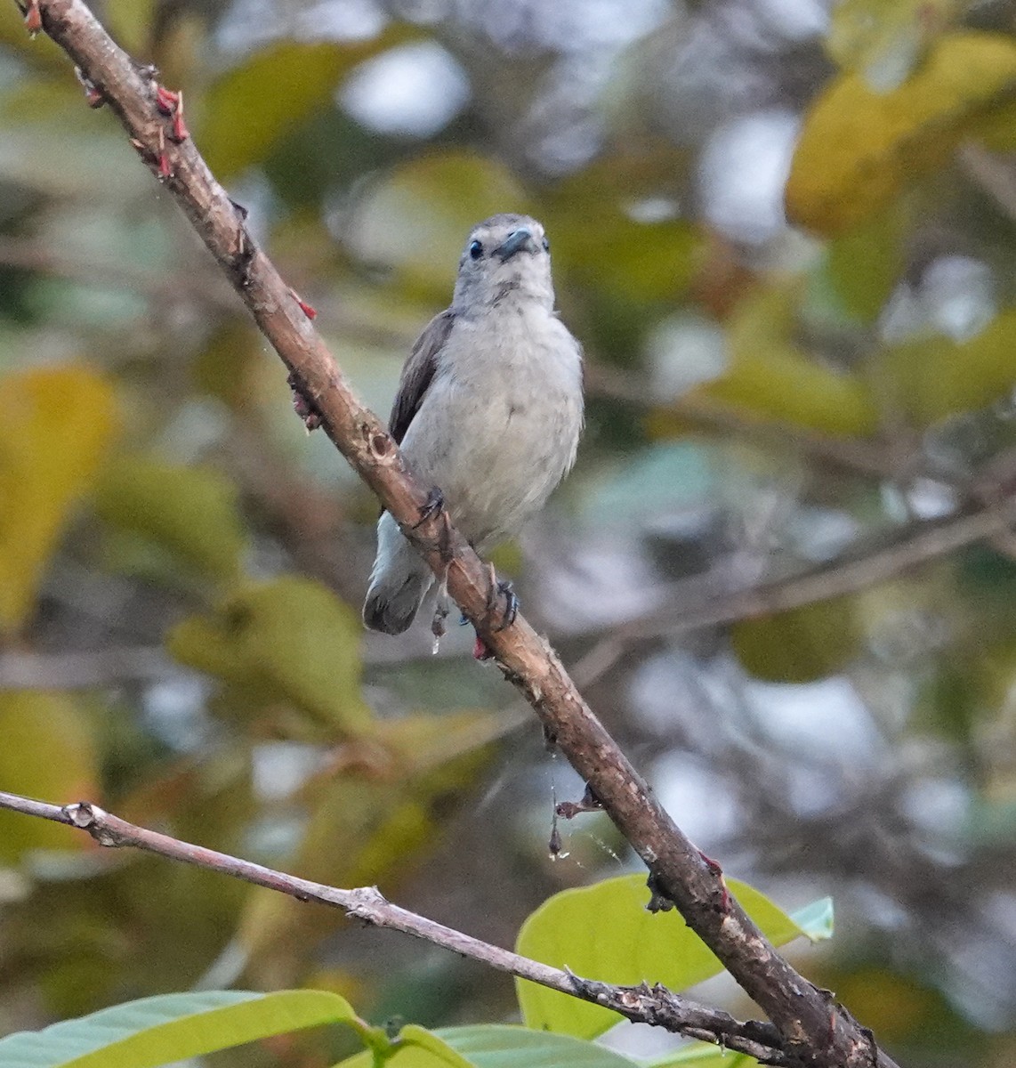 Nilgiri Flowerpecker - ML652124675