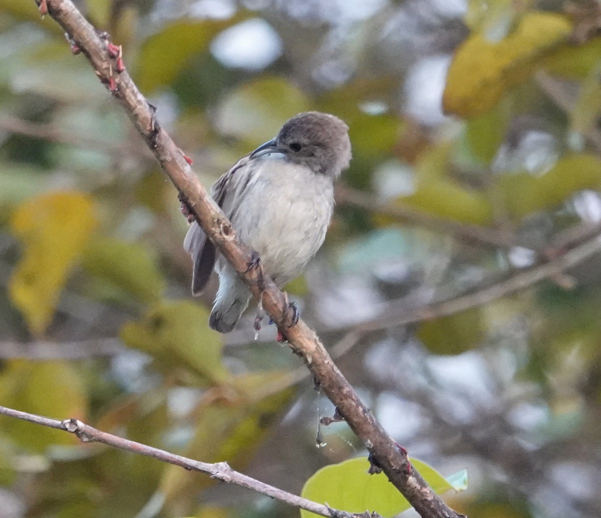 Nilgiri Flowerpecker - ML652124676
