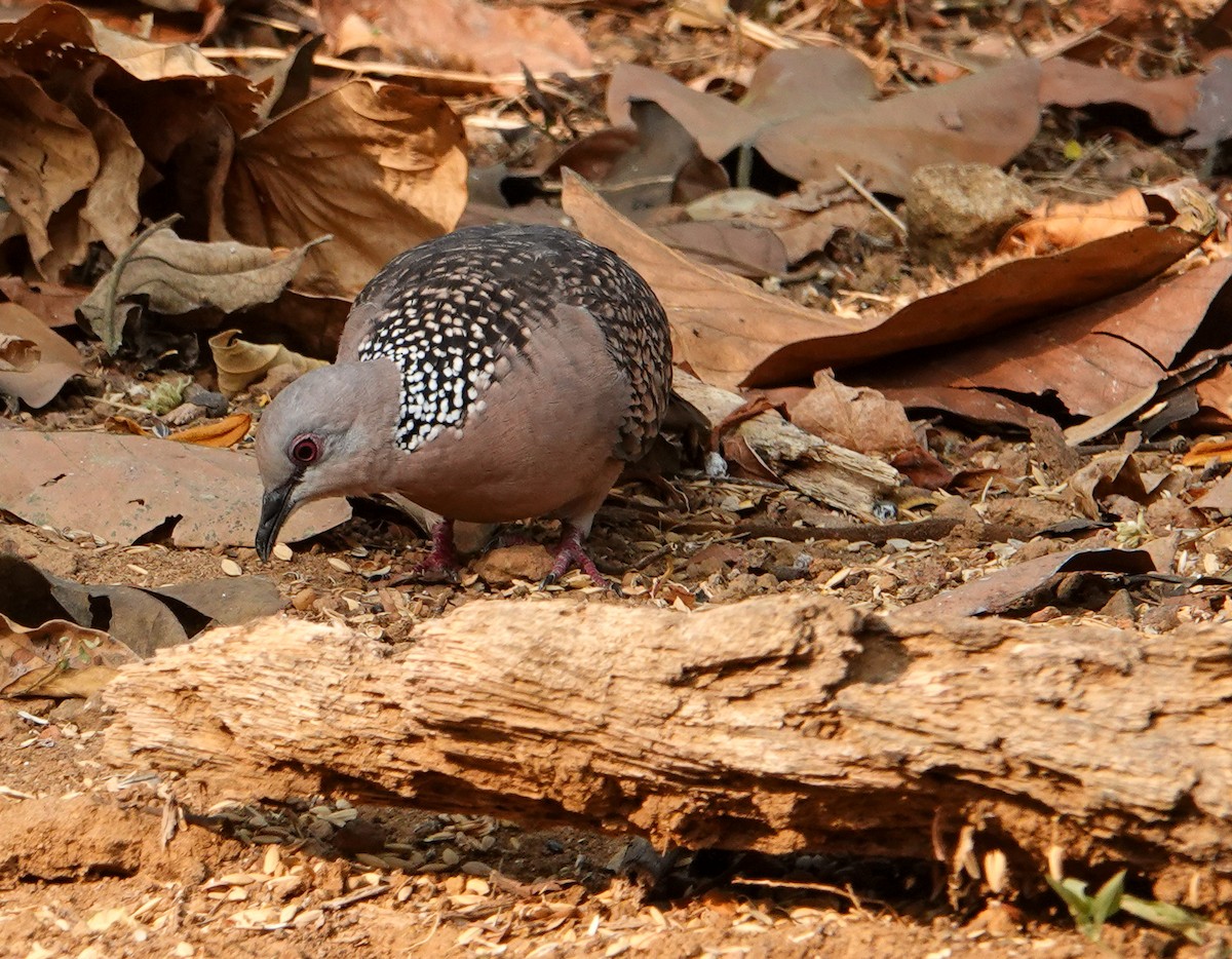 珠頸斑鳩 - ML652124771