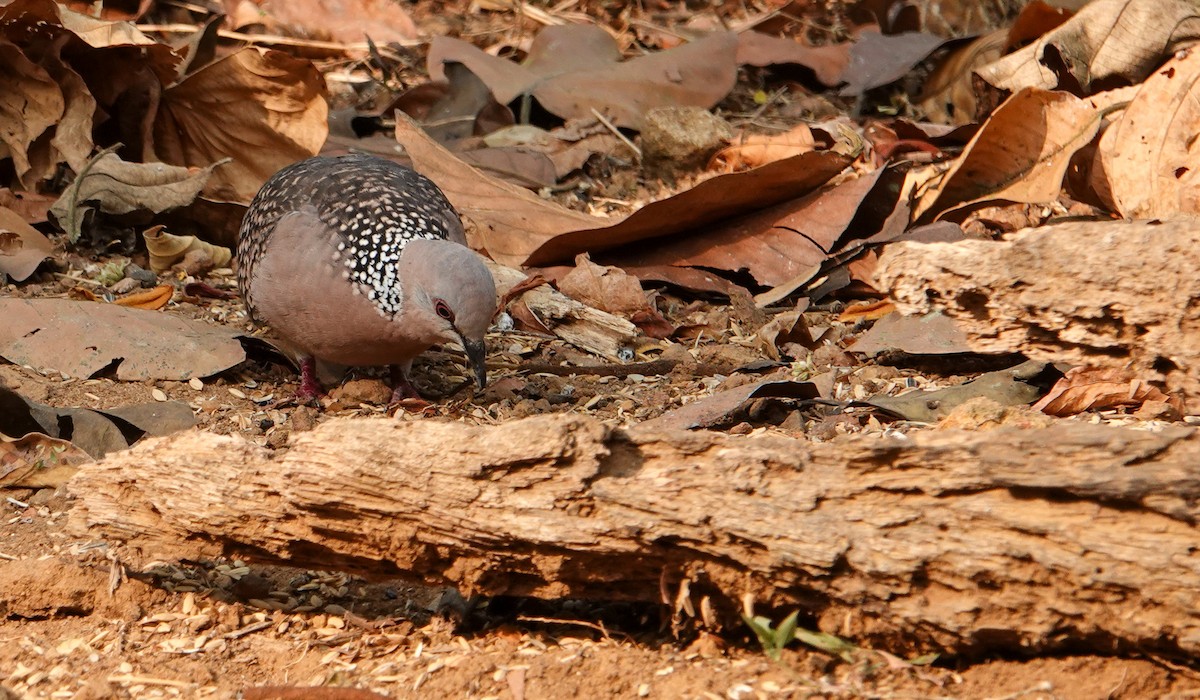 珠頸斑鳩 - ML652124772