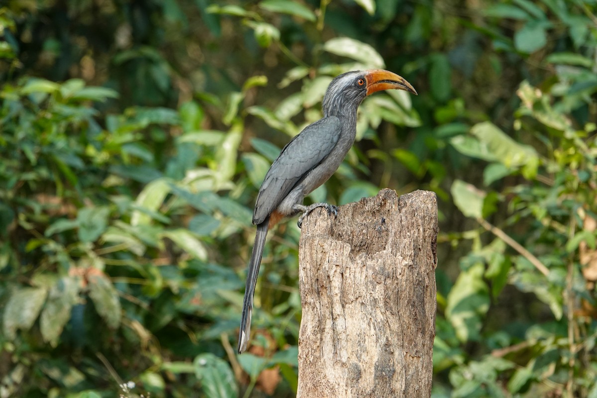 Malabar Gray Hornbill - ML652124784