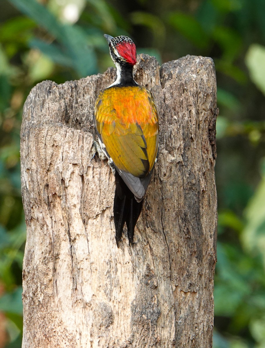 Black-rumped Flameback - ML652124812