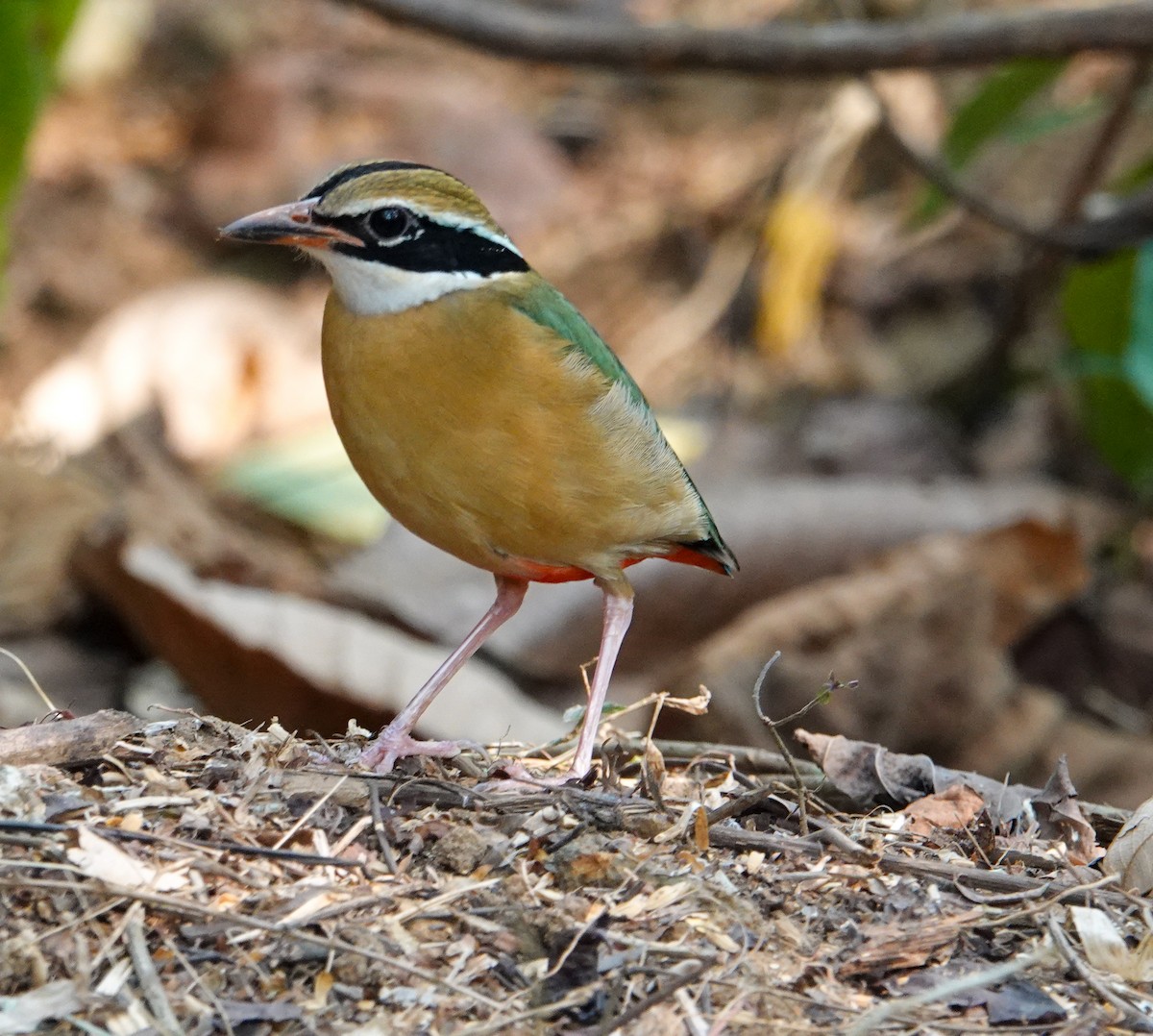 Indian Pitta - ML652124827