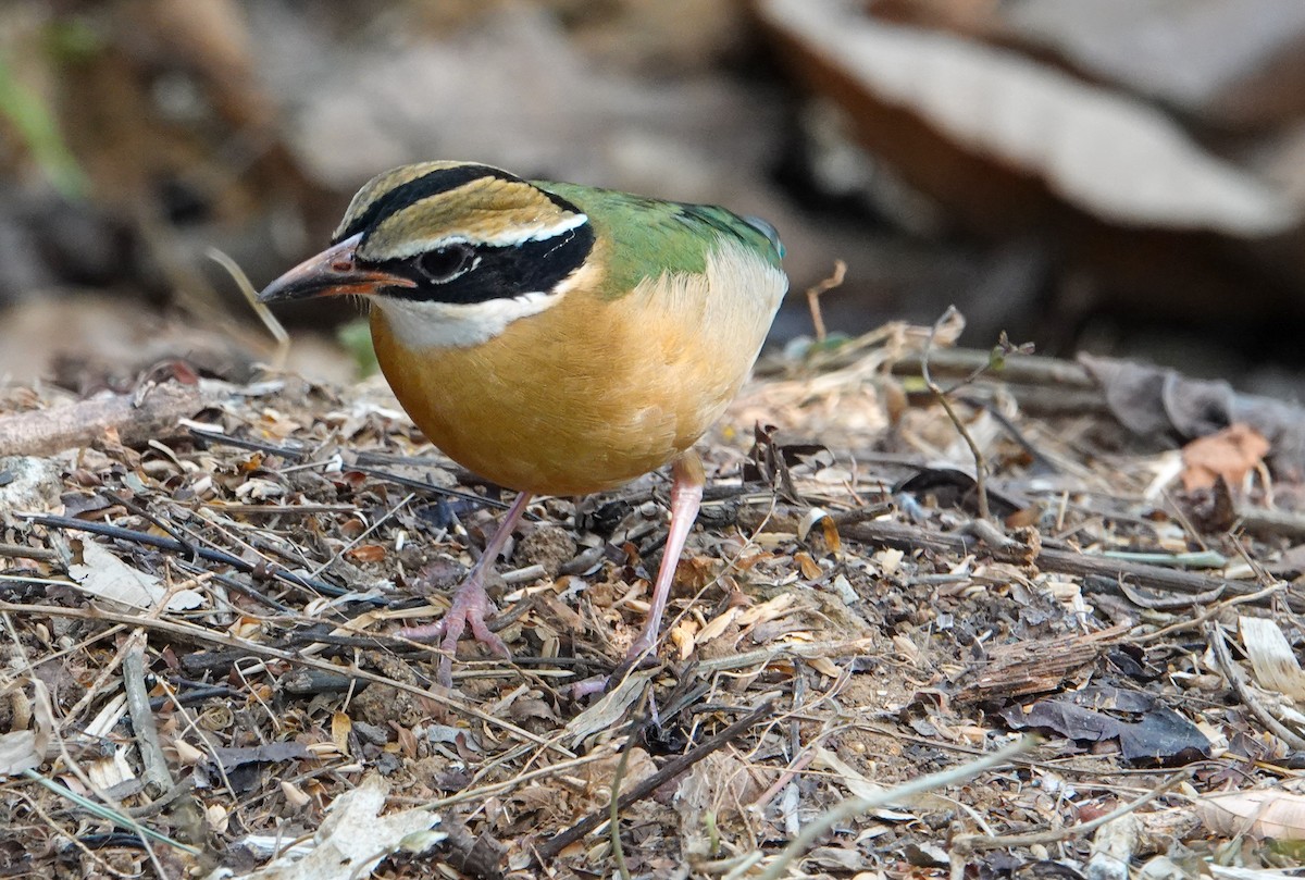 Indian Pitta - ML652124829