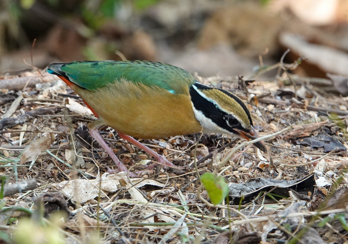 Indian Pitta - ML652124830