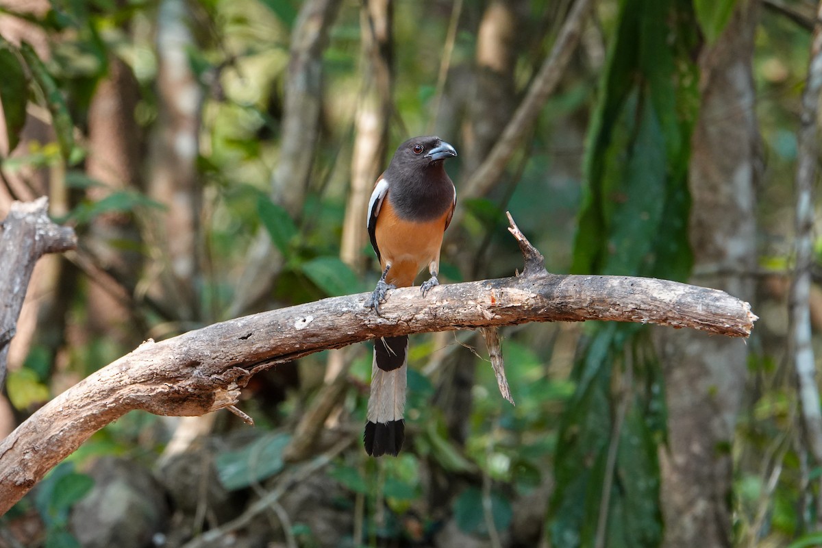 Rufous Treepie - ML652124843