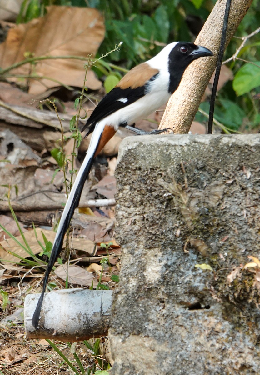 White-bellied Treepie - ML652124846