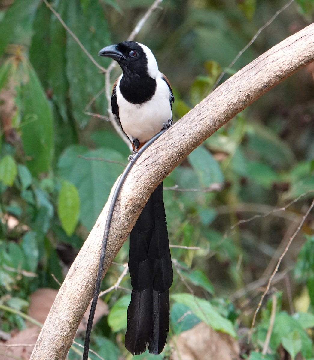 White-bellied Treepie - ML652124849