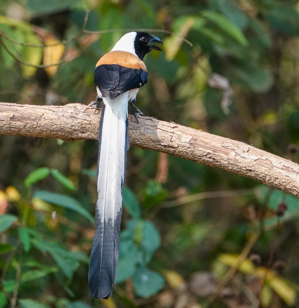 White-bellied Treepie - ML652124853