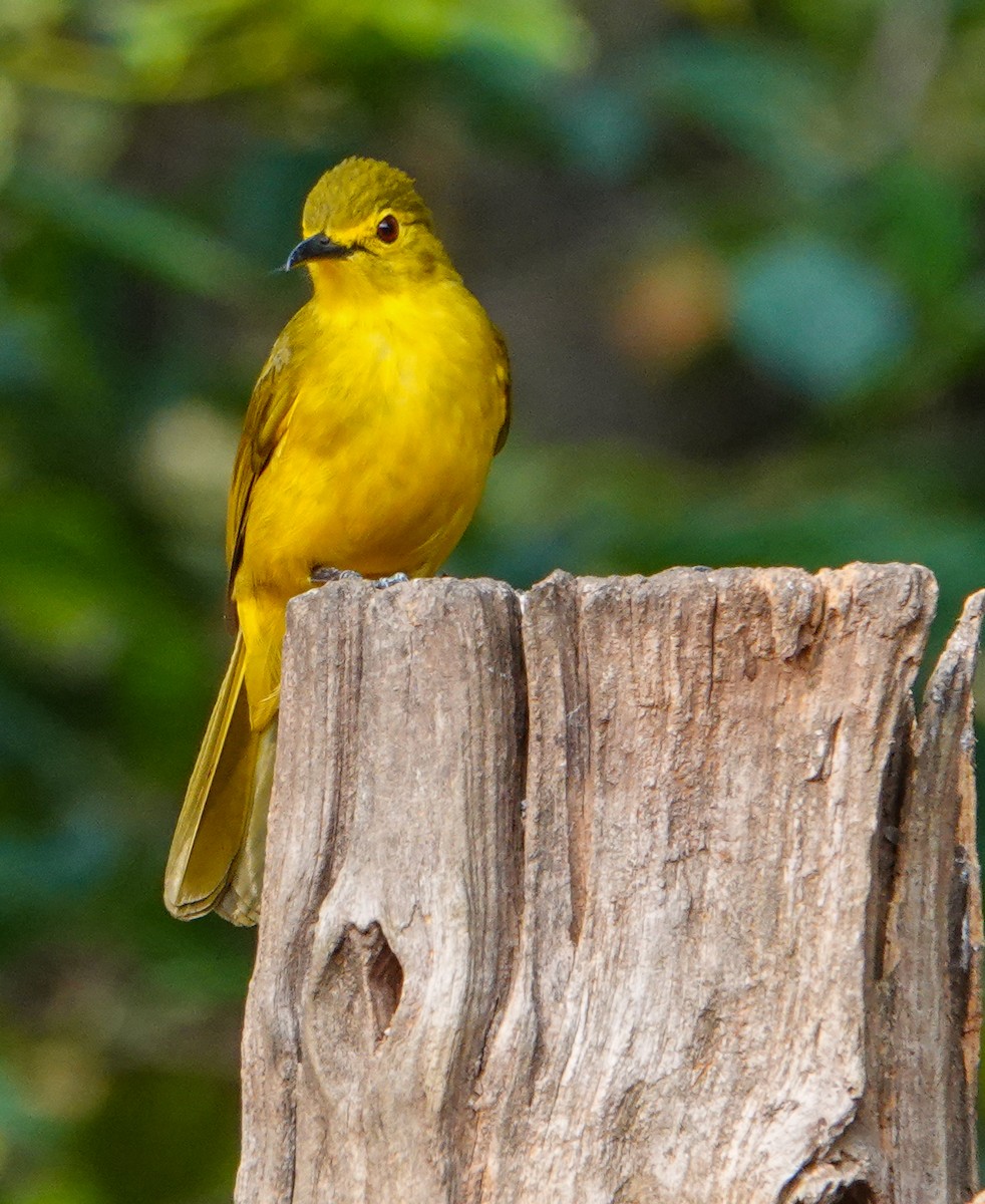 Yellow-browed Bulbul - ML652124864