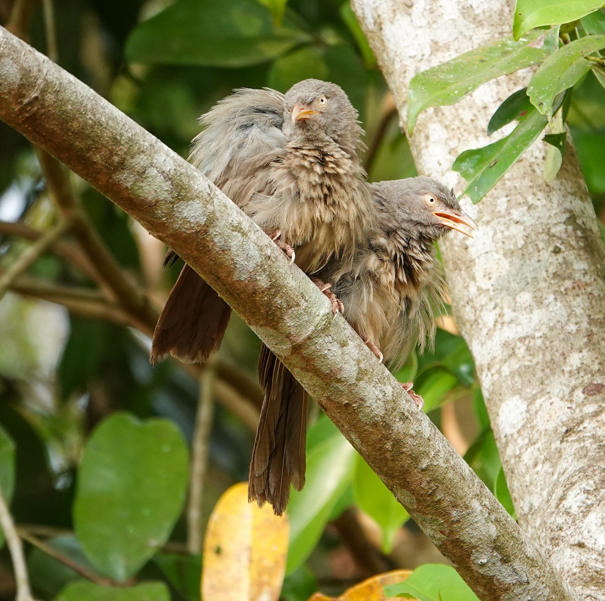 Jungle Babbler - ML652124869