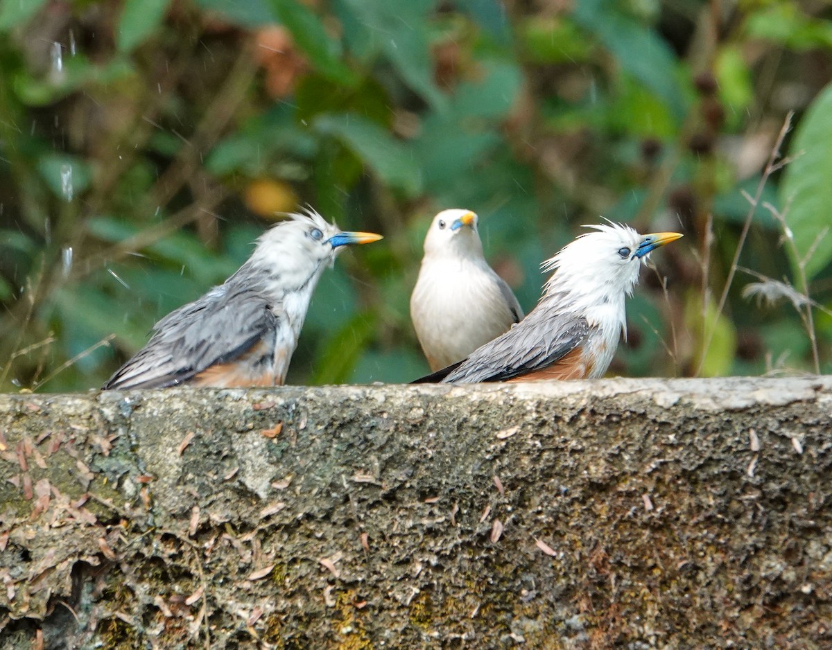 Malabar Starling - ML652124953