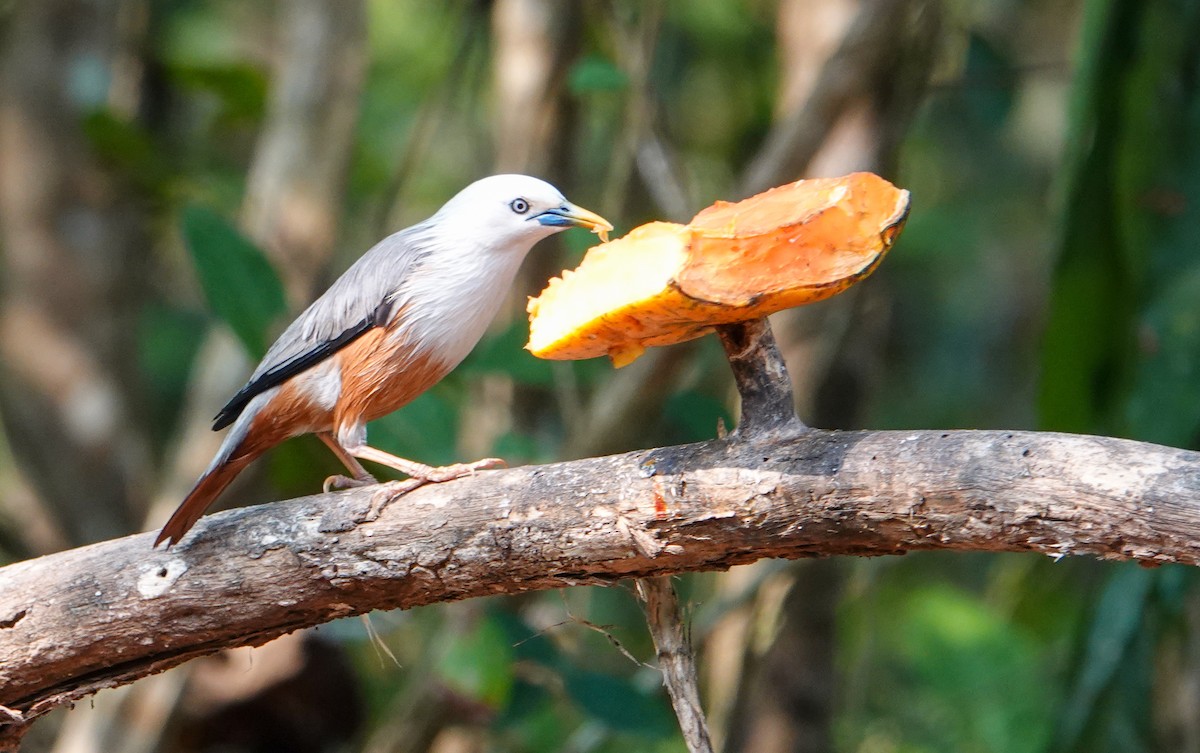 Malabar Starling - ML652124958
