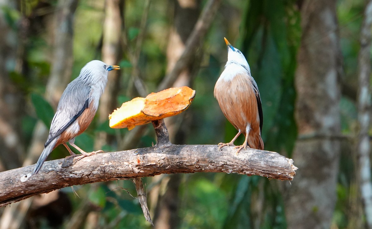 Malabar Starling - ML652124964