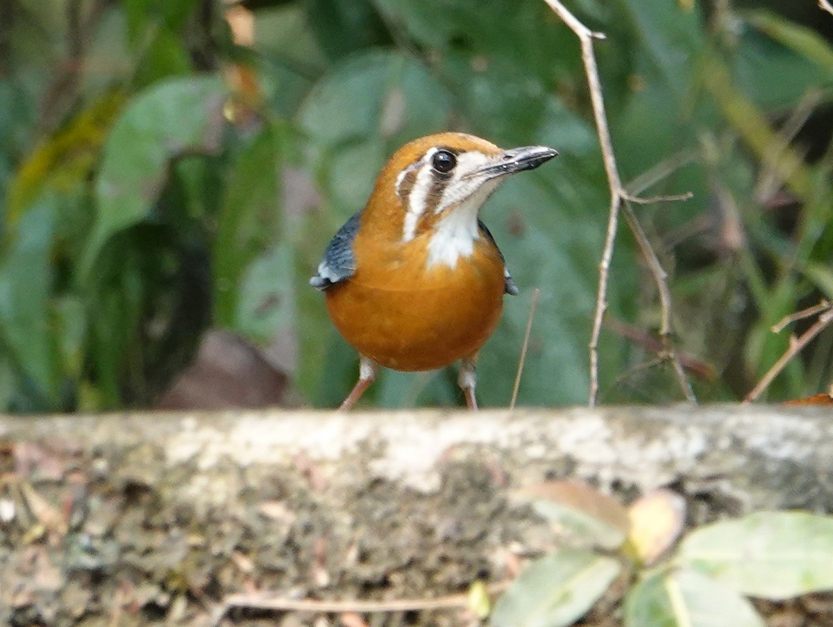 橙頭地鶇 - ML652124966