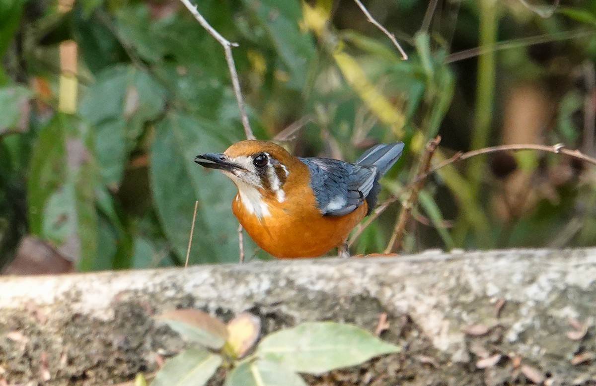 橙頭地鶇 - ML652124967