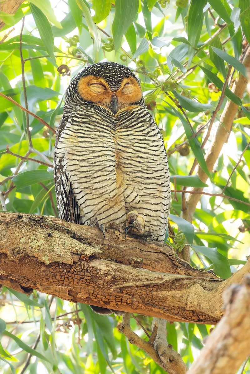 Spotted Wood-Owl - ML652125029