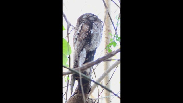 Northern Potoo - ML652125478