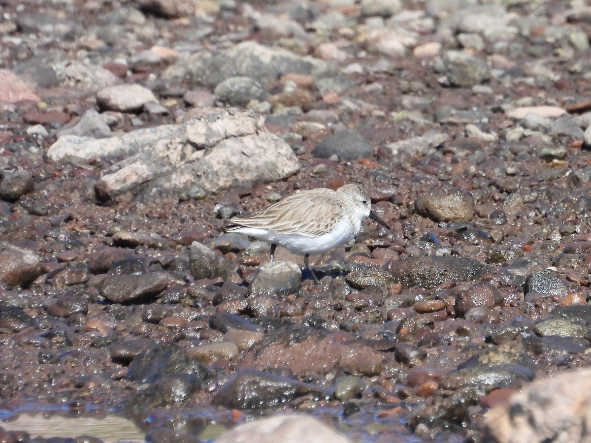 Alaska Kumkuşu - ML652125875