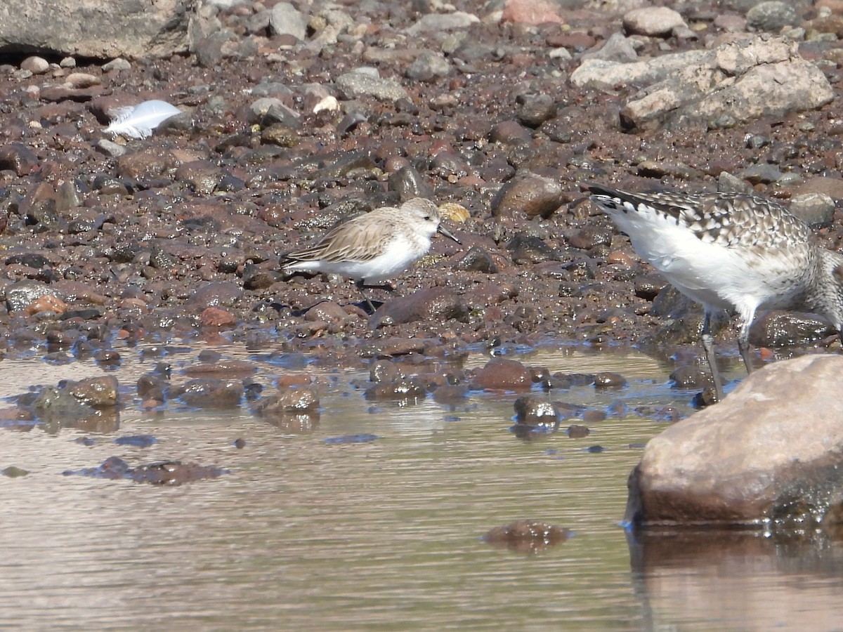 Alaska Kumkuşu - ML652125888