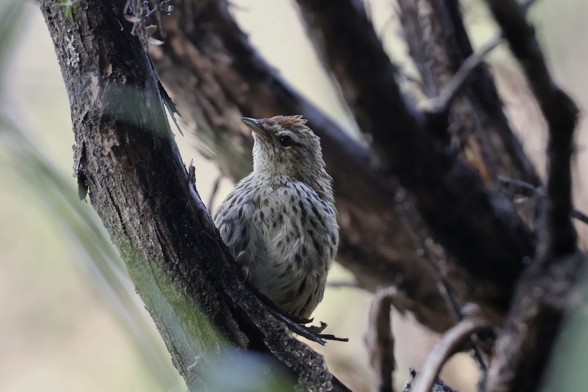 New Zealand Fernbird - ML652126377