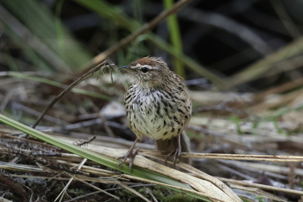 New Zealand Fernbird - ML652126378
