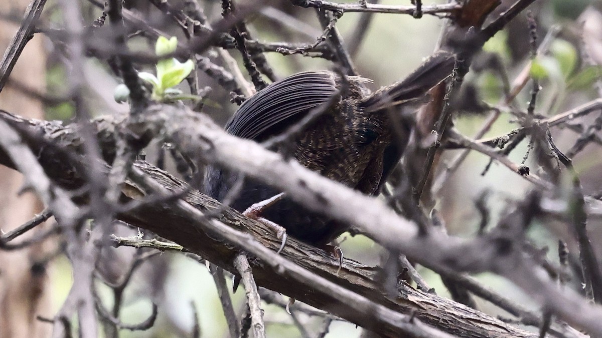 ampaytapakulo - ML652126460