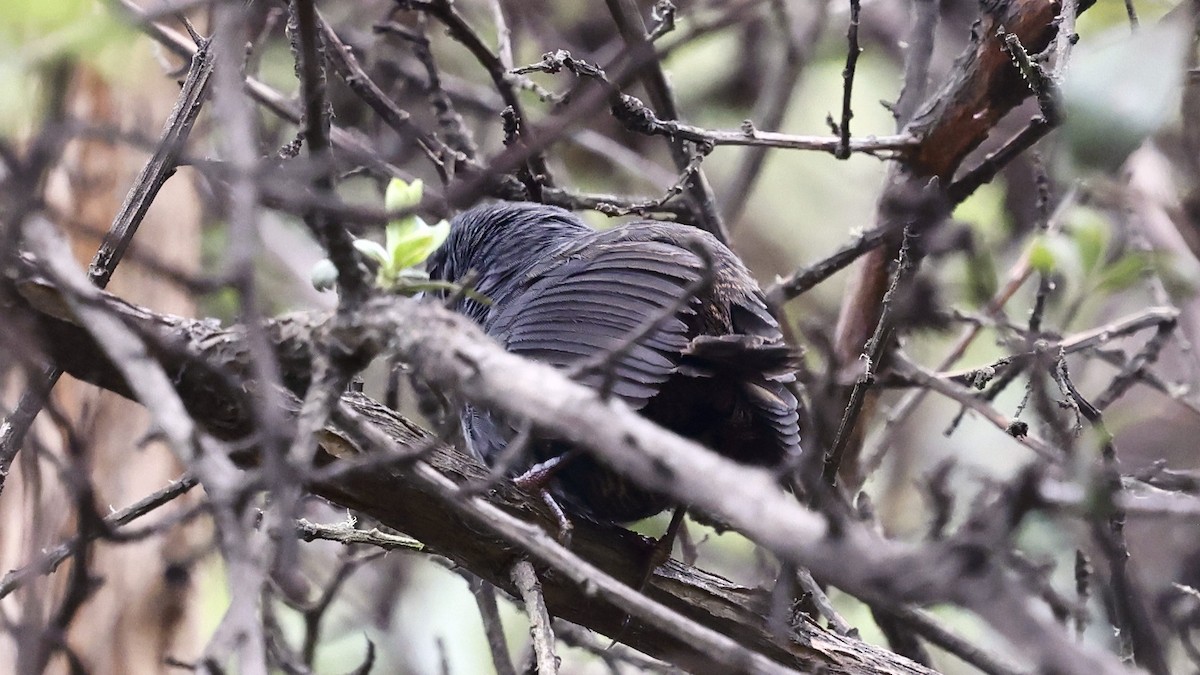 ampaytapakulo - ML652126461