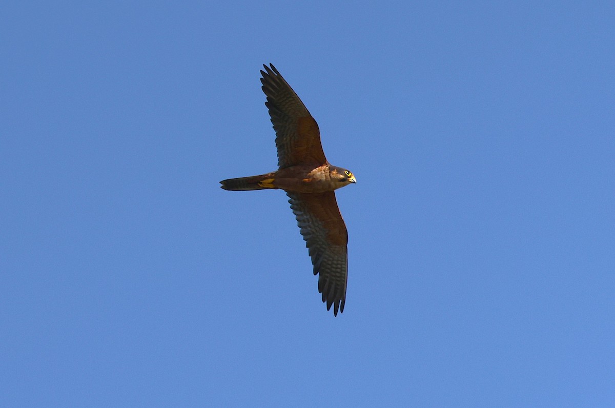 ostříž africký - ML652126498