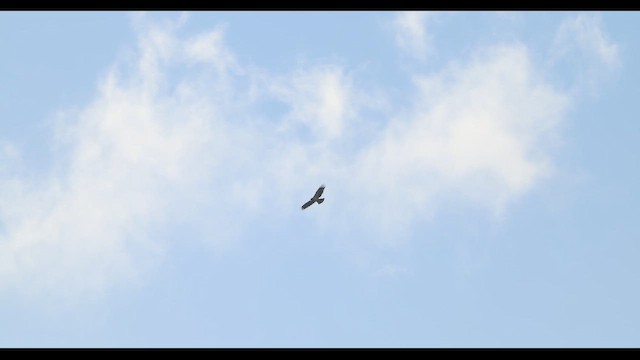 Aquila minore - ML652126684