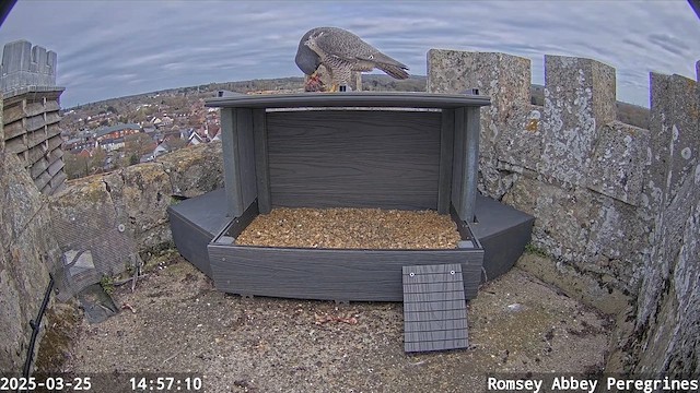 Falco pellegrino - ML652126923