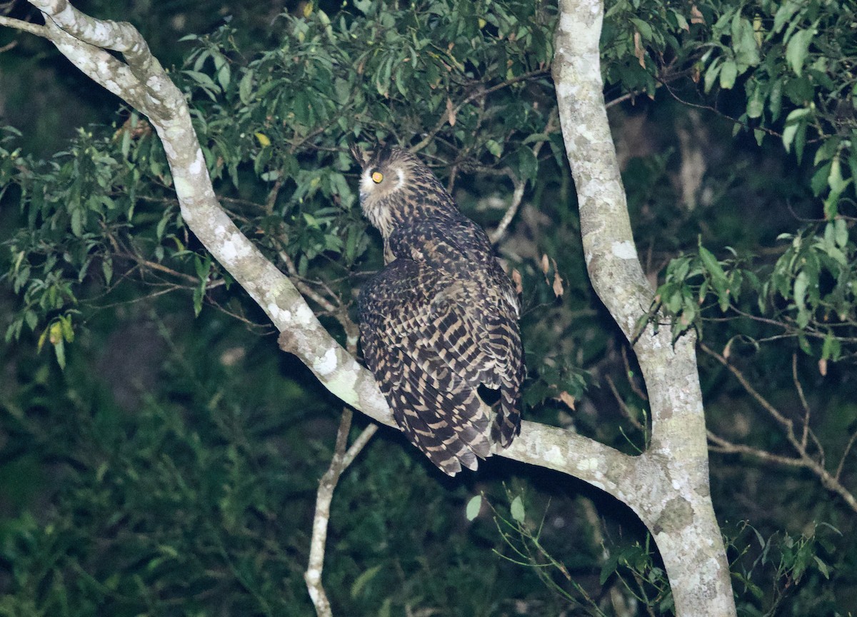 黃魚鴞 - ML652127060