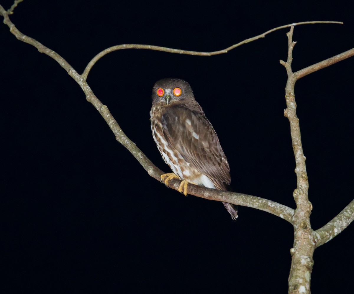 褐鷹鴞 - ML652127064