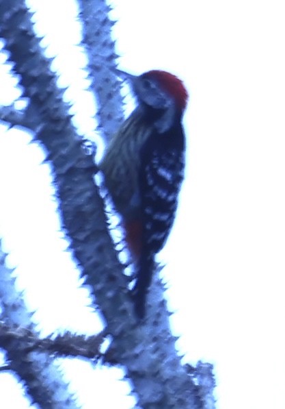 Stripe-breasted Woodpecker - ML652127266