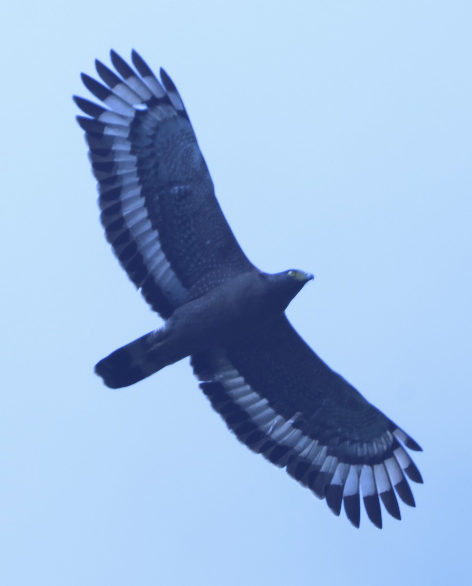 Crested Serpent-Eagle - ML652127339