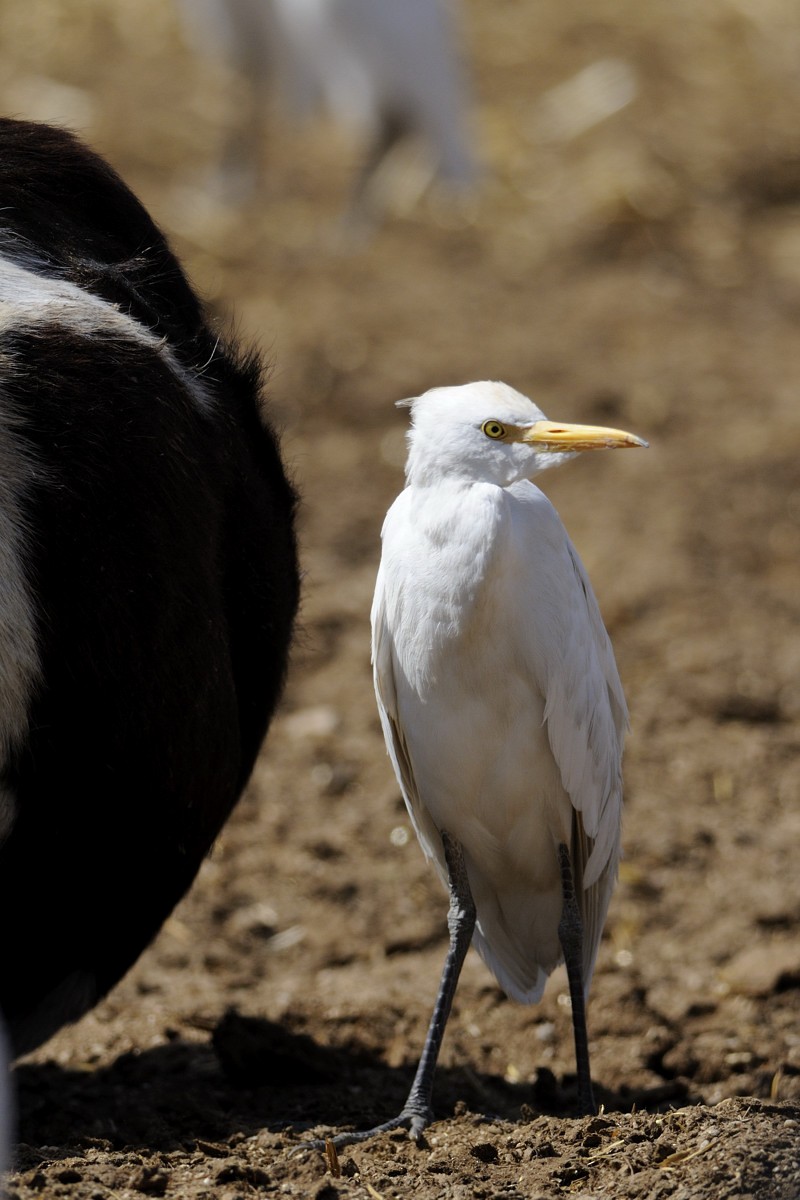 Western Cattle-Egret - ML652127444