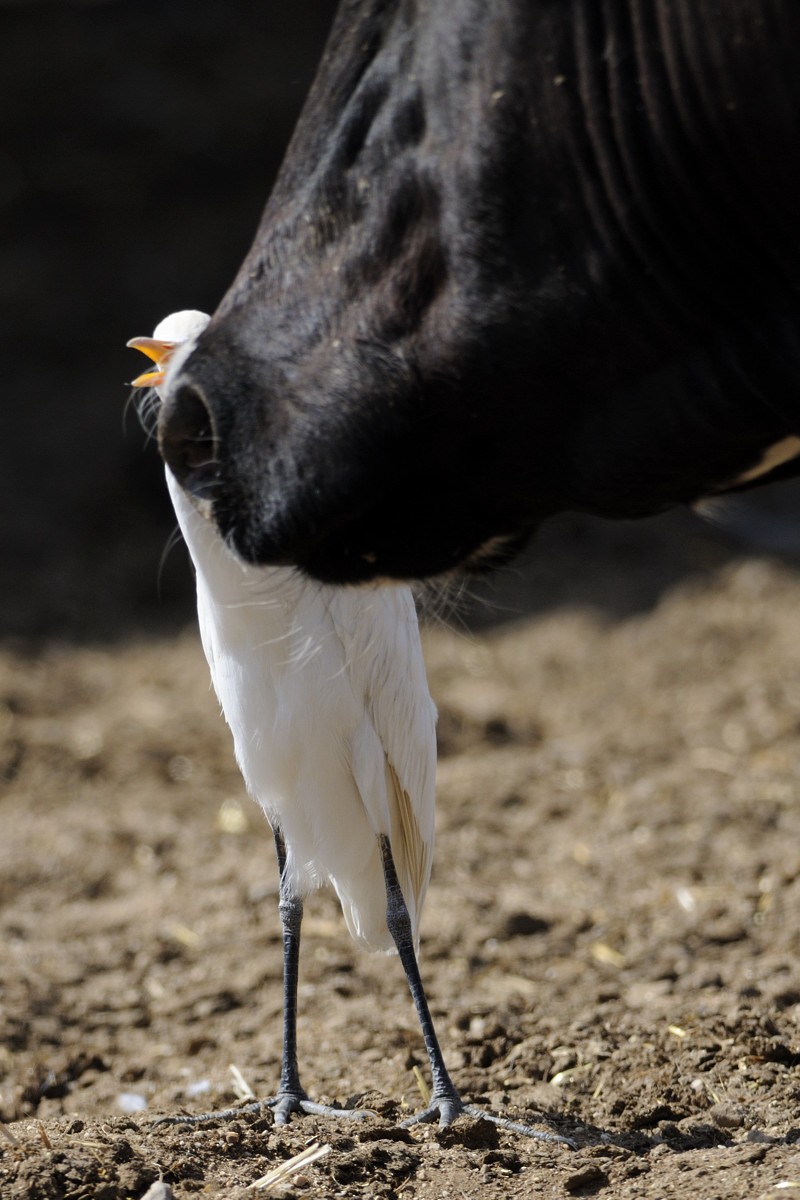Western Cattle-Egret - ML652127445