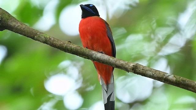 Scarlet-rumped Trogon - ML652127542