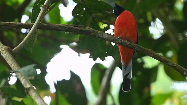 Scarlet-rumped Trogon - ML652127544