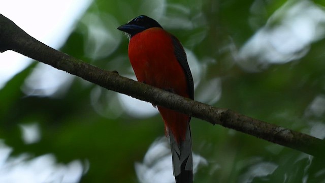 Scarlet-rumped Trogon - ML652127545