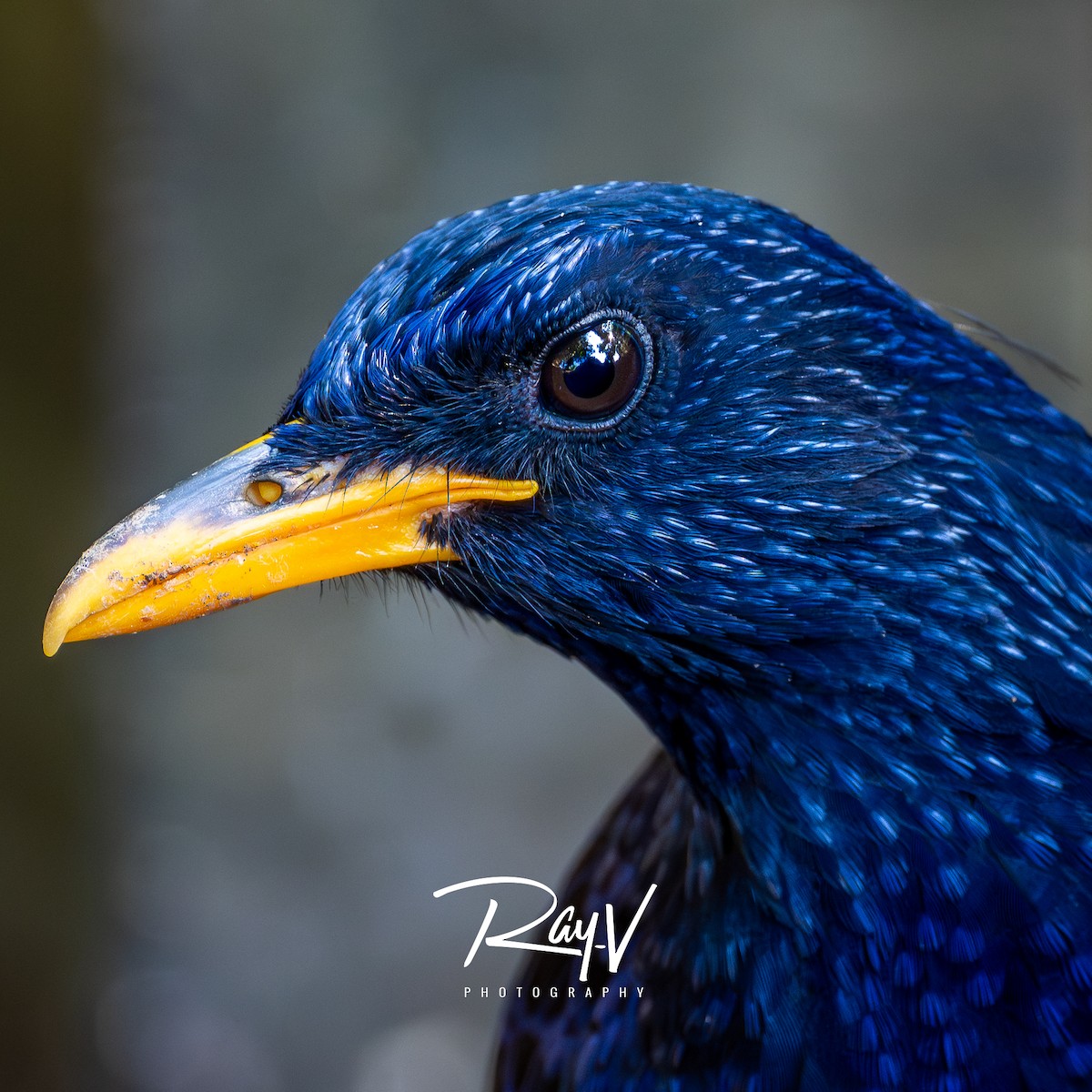 Blue Whistling-Thrush - ML652127555