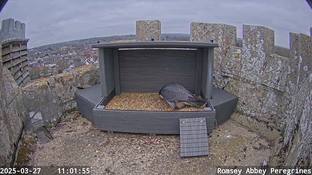 Falco pellegrino - ML652127558