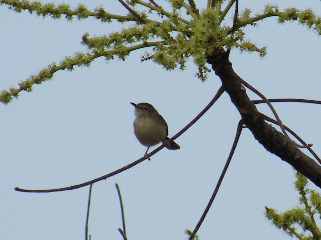 Tawny-flanked Prinia - ML652127700