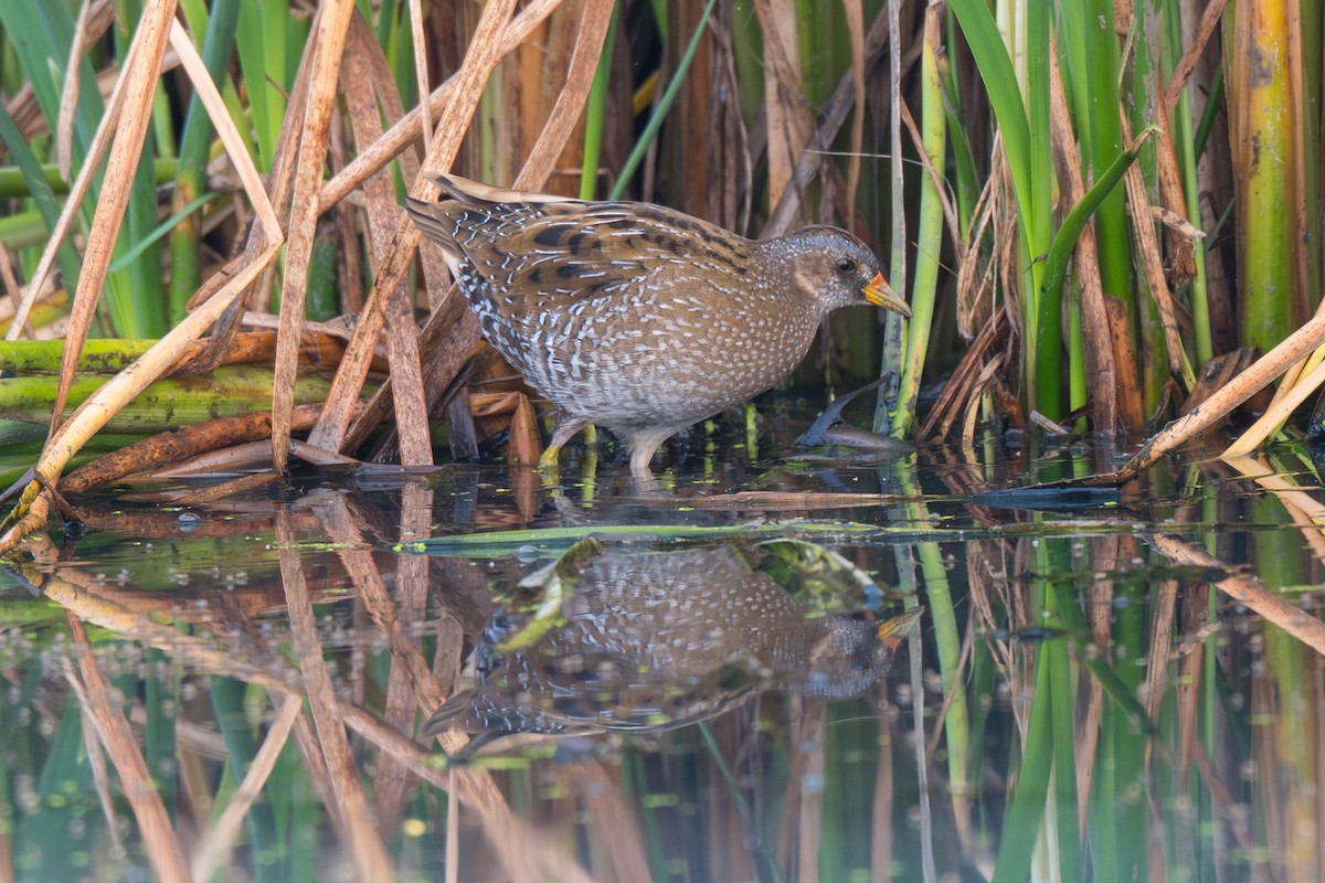 Uroilanda pikarta - ML652128038