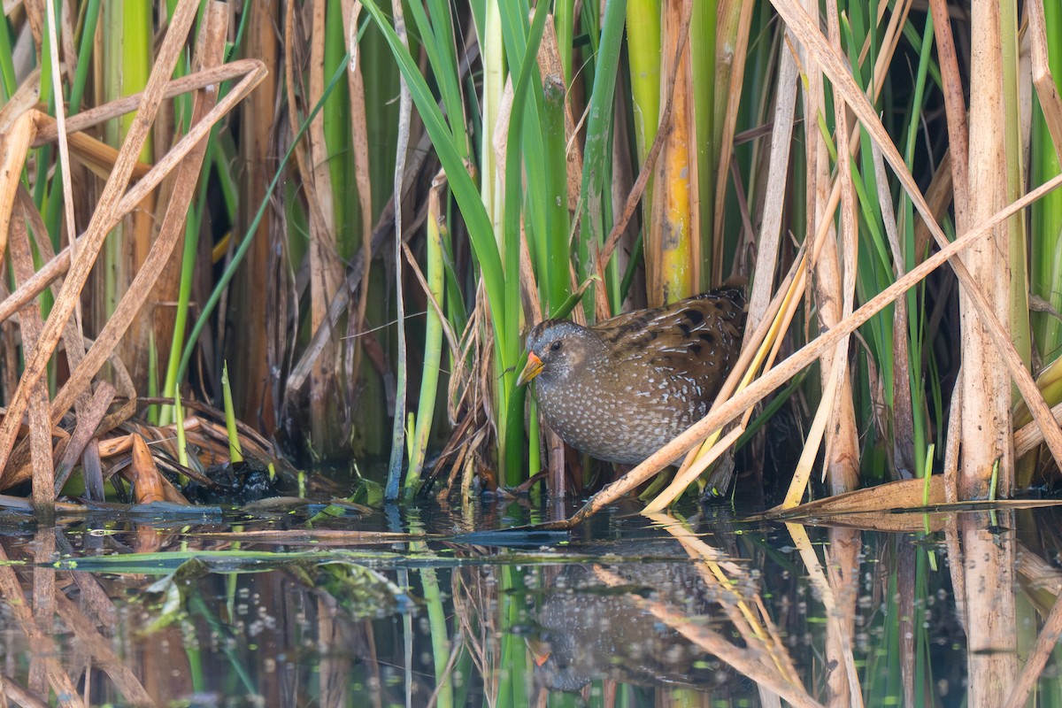 Uroilanda pikarta - ML652128039