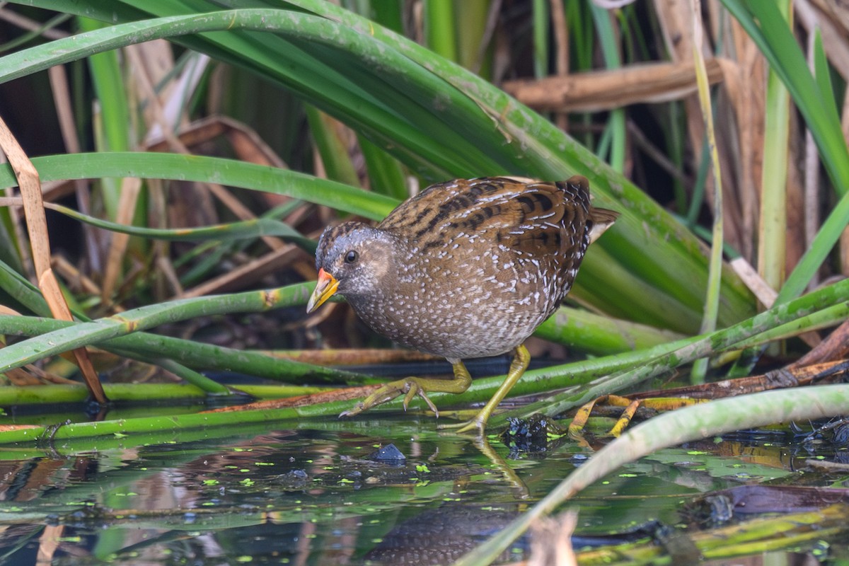 Uroilanda pikarta - ML652128060