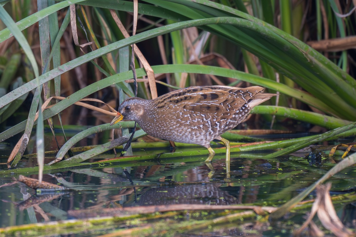 Uroilanda pikarta - ML652128062