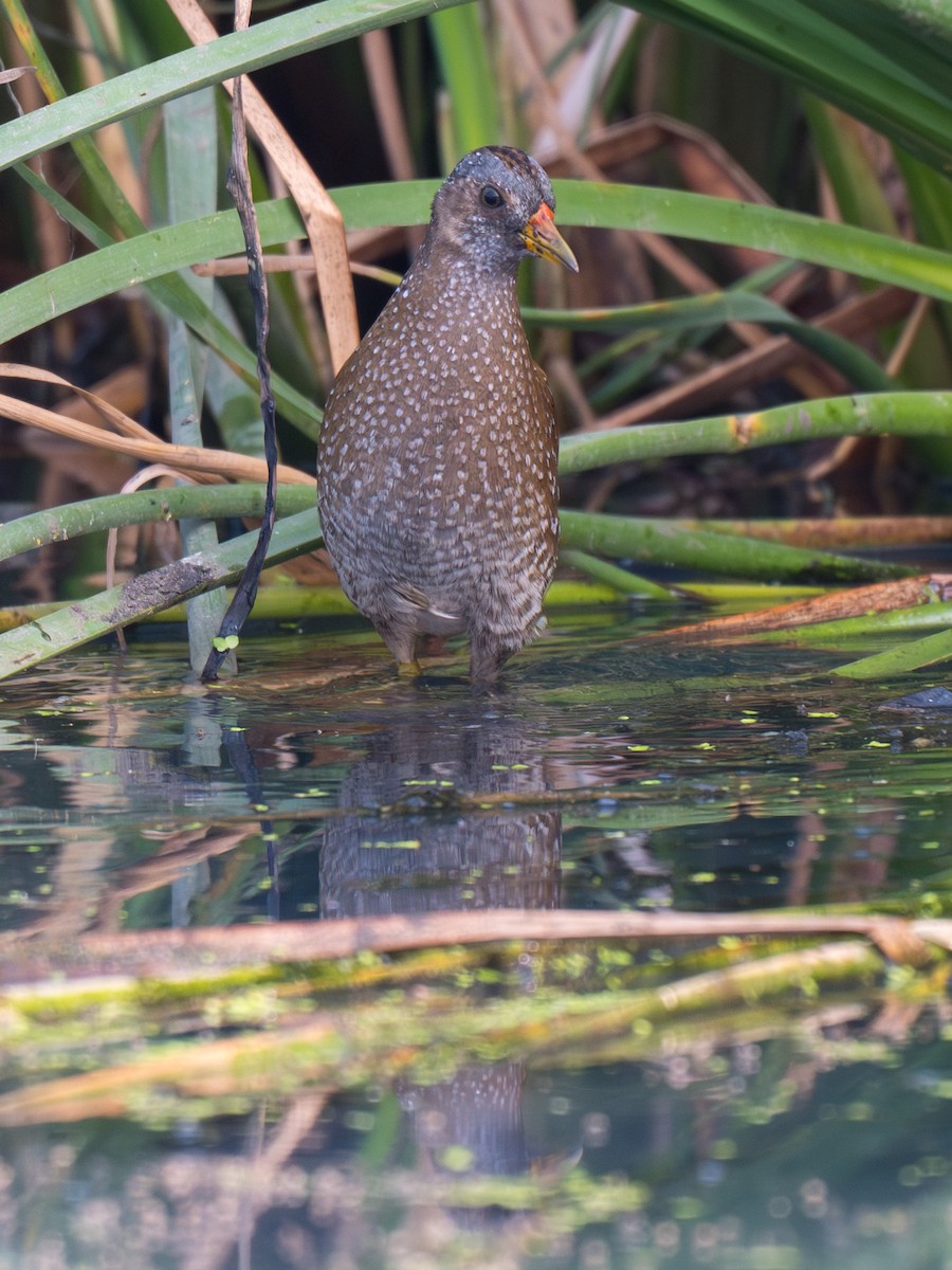 Uroilanda pikarta - ML652128065